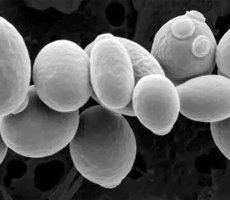 酵母細胞如何有效計數？