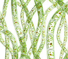 藻類細(xì)胞計(jì)數(shù)和活率檢測(cè)分析