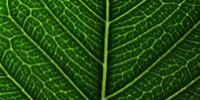 從繁瑣到高效，從偏差到精準：植物細胞計數(shù)的迭代升級，為您的研究與生產(chǎn)加速